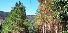 Foto da rede de distribuição de energia da COCEL em campo largo em meio à vegetação