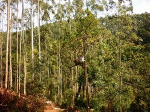 Ao plantar árvores deve-se respeitar distância mínima de 10 m da rede de distribuição de energia